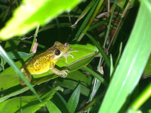 Sivun Scinax crospedospilus (Lutz 1925) kuva