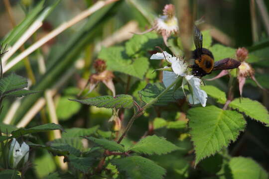 Imagem de Xylocopa appendiculata Smith 1852