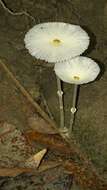 Image of Leucocoprinus fragilissimus (Ravenel ex Berk. & M. A. Curtis) Pat. 1900