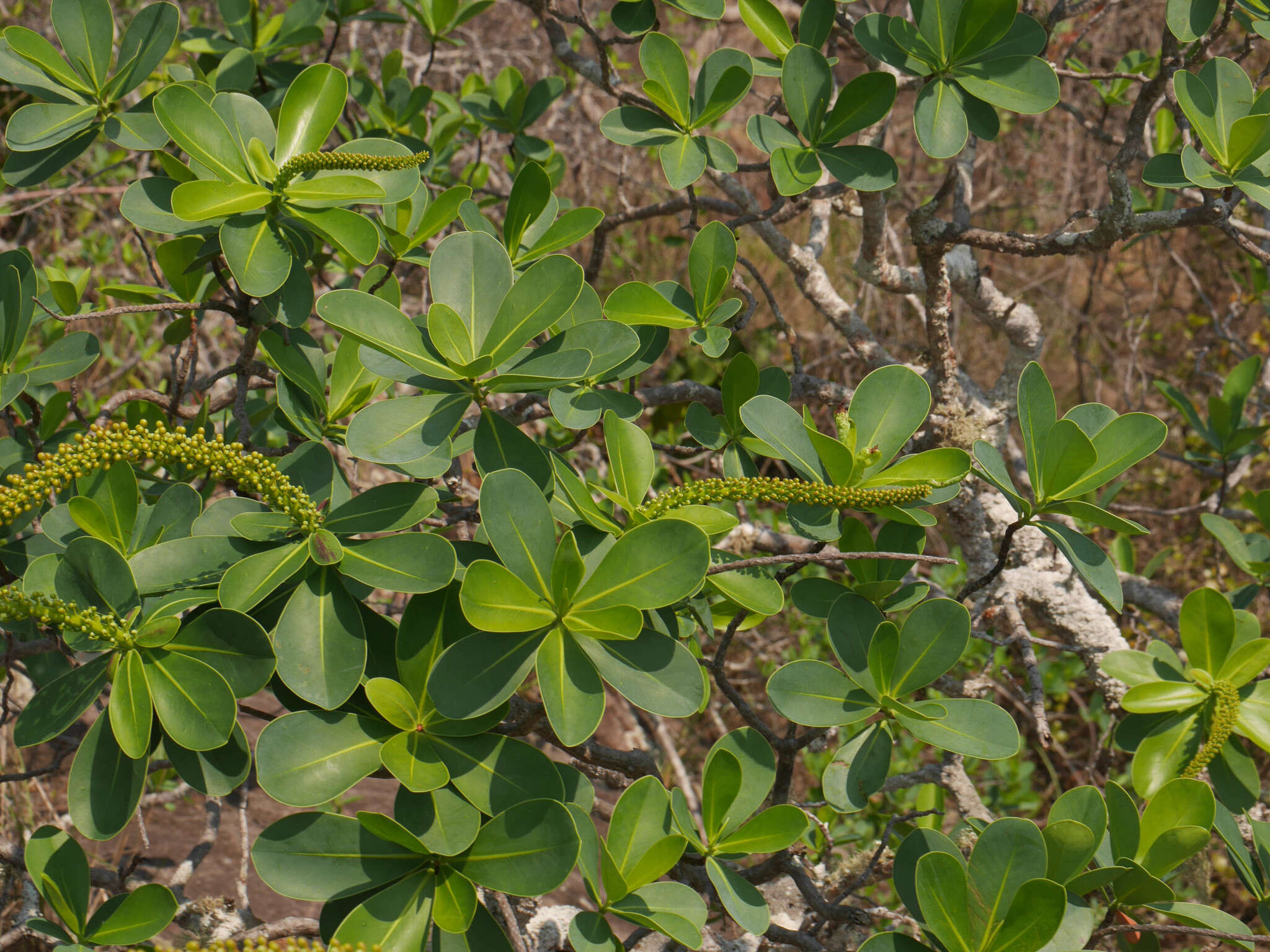 Image of Norantea guianensis var. goyasensis (Cambess.) G. L. Ferreira