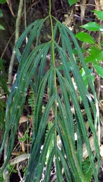 Image of Pteris longipinna Hayata