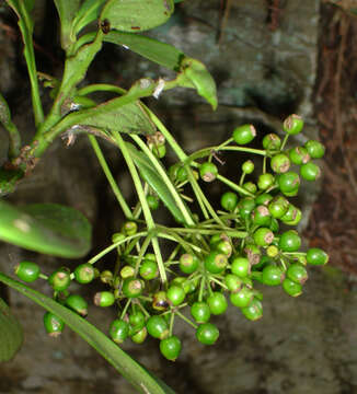 Image of Pseudopanax chathamicus Kirk