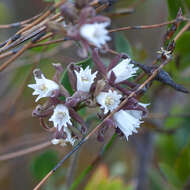 Image of Cynanchum africanum (L.) Hoffmgg.