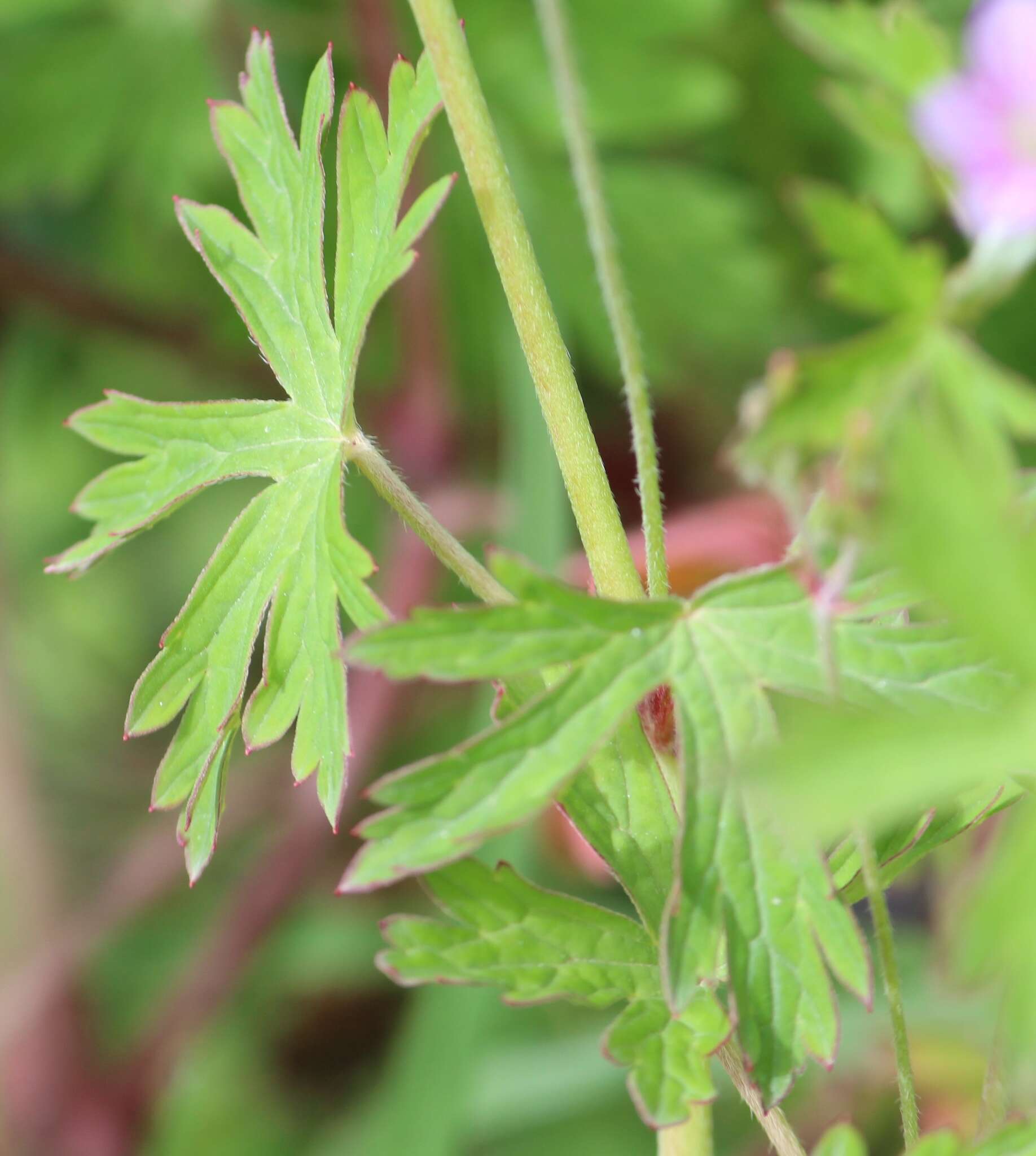 Image of Geranium potosinum H. E. Moore