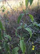 Eupatorium sullivaniae E. E. Schill.的圖片