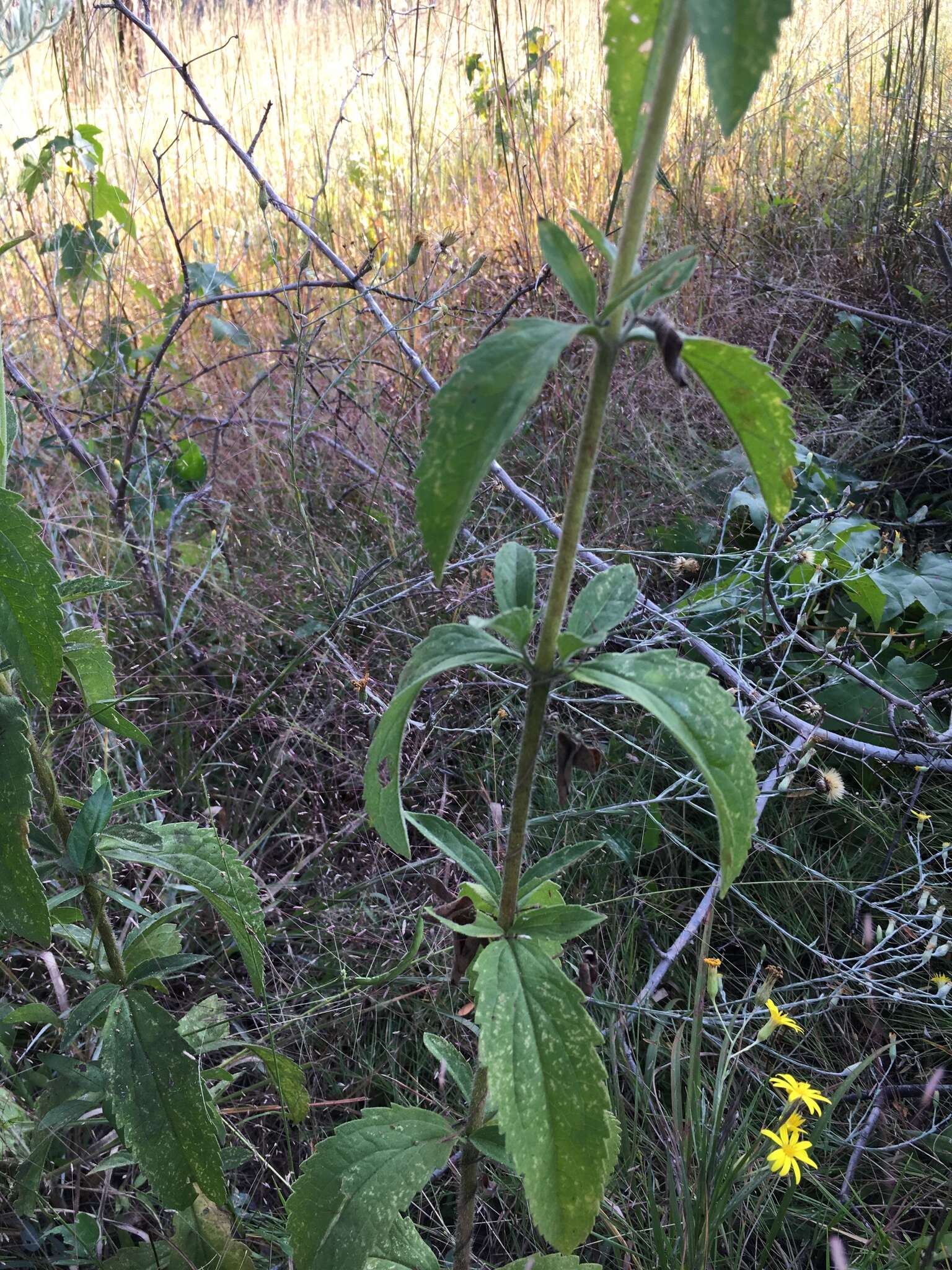 Eupatorium sullivaniae E. E. Schill.的圖片