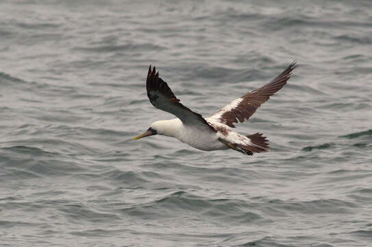 Image of Masked Booby