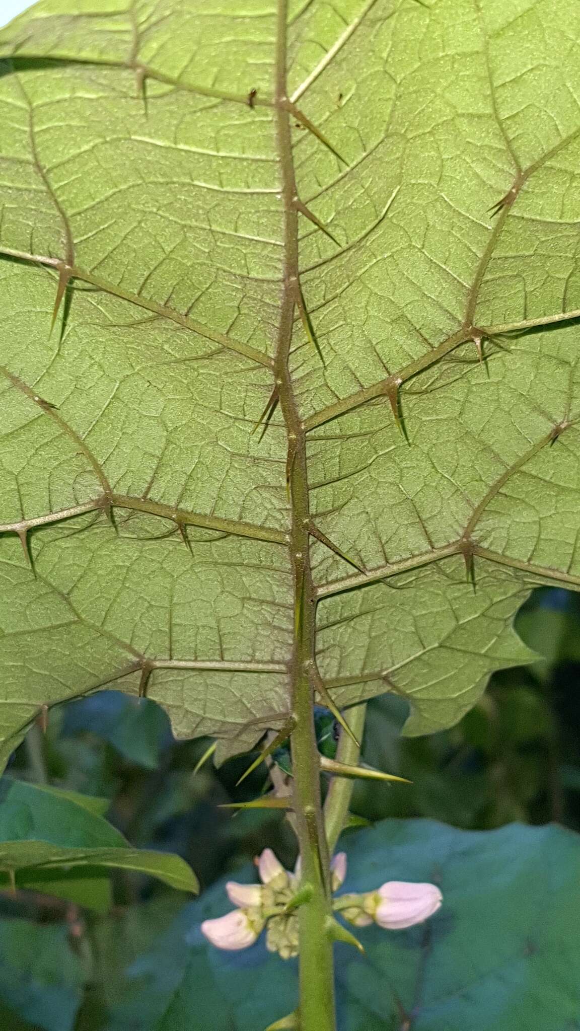 Image de Solanum stramonifolium Jacq.