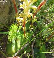 Image of Satyrium bicorne (L.) Thunb.