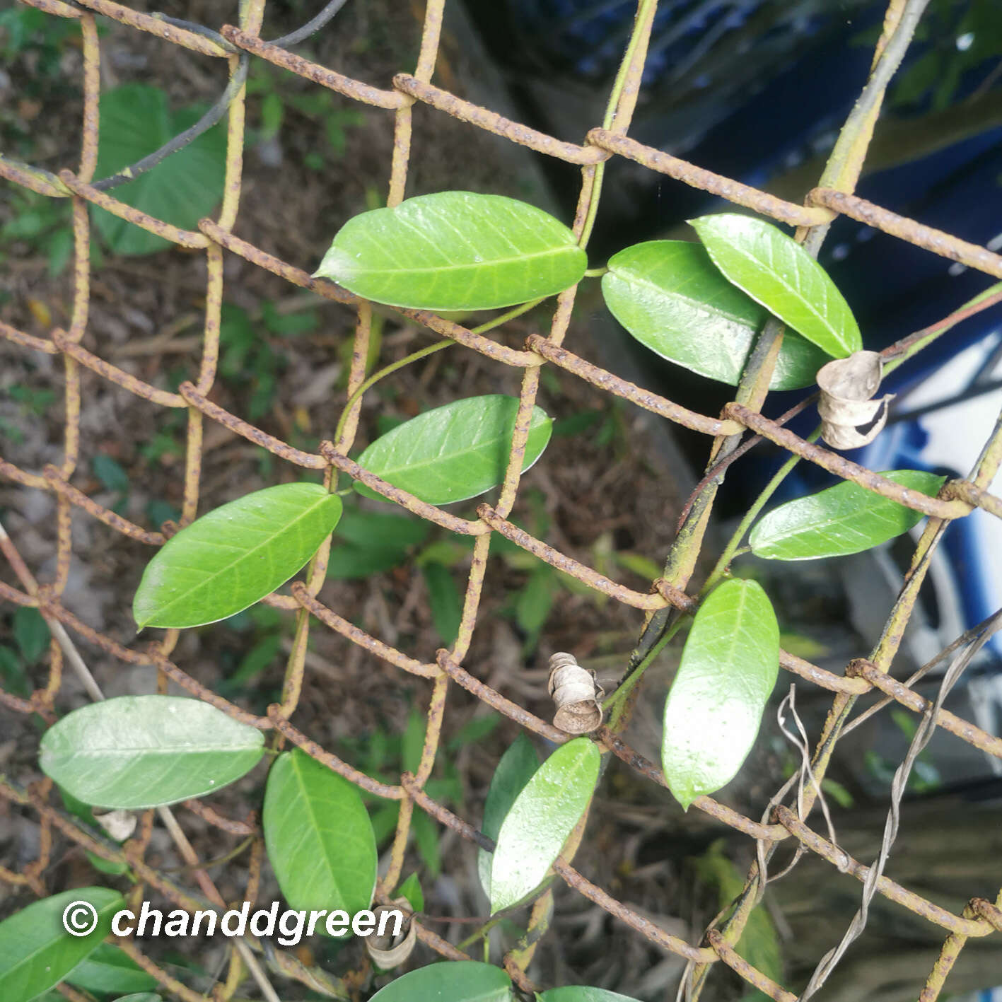 Image of Toxocarpus wightianus Hook. & Arnott