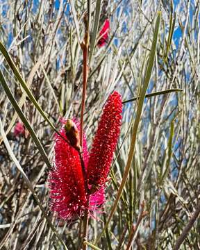 Image of Hakea francisiana F. Müll.