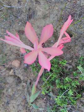 Imagem de Watsonia coccinea (Herb. ex Baker) Baker