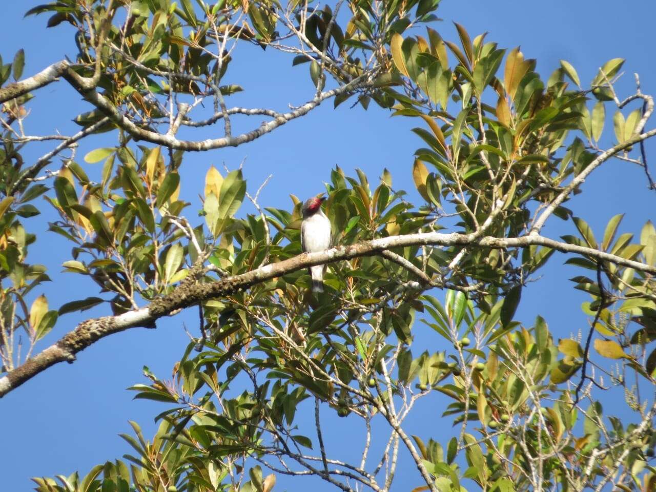 Image of Black-tailed Tityra