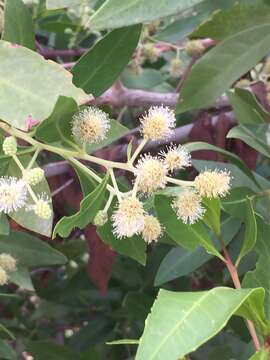 Image of Conocarpus lancifolius Engl.