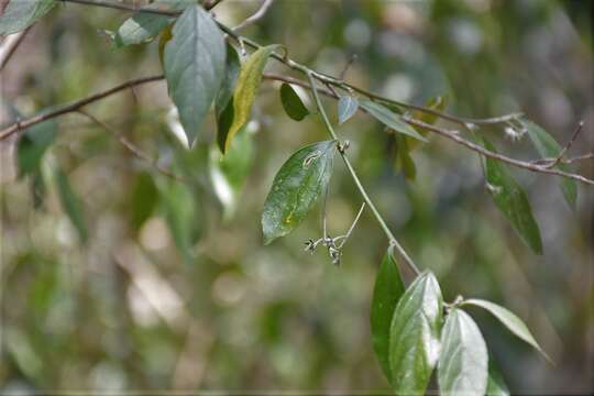 Image of Chiropetalum schiedeanum (Müll. Arg.) Pax