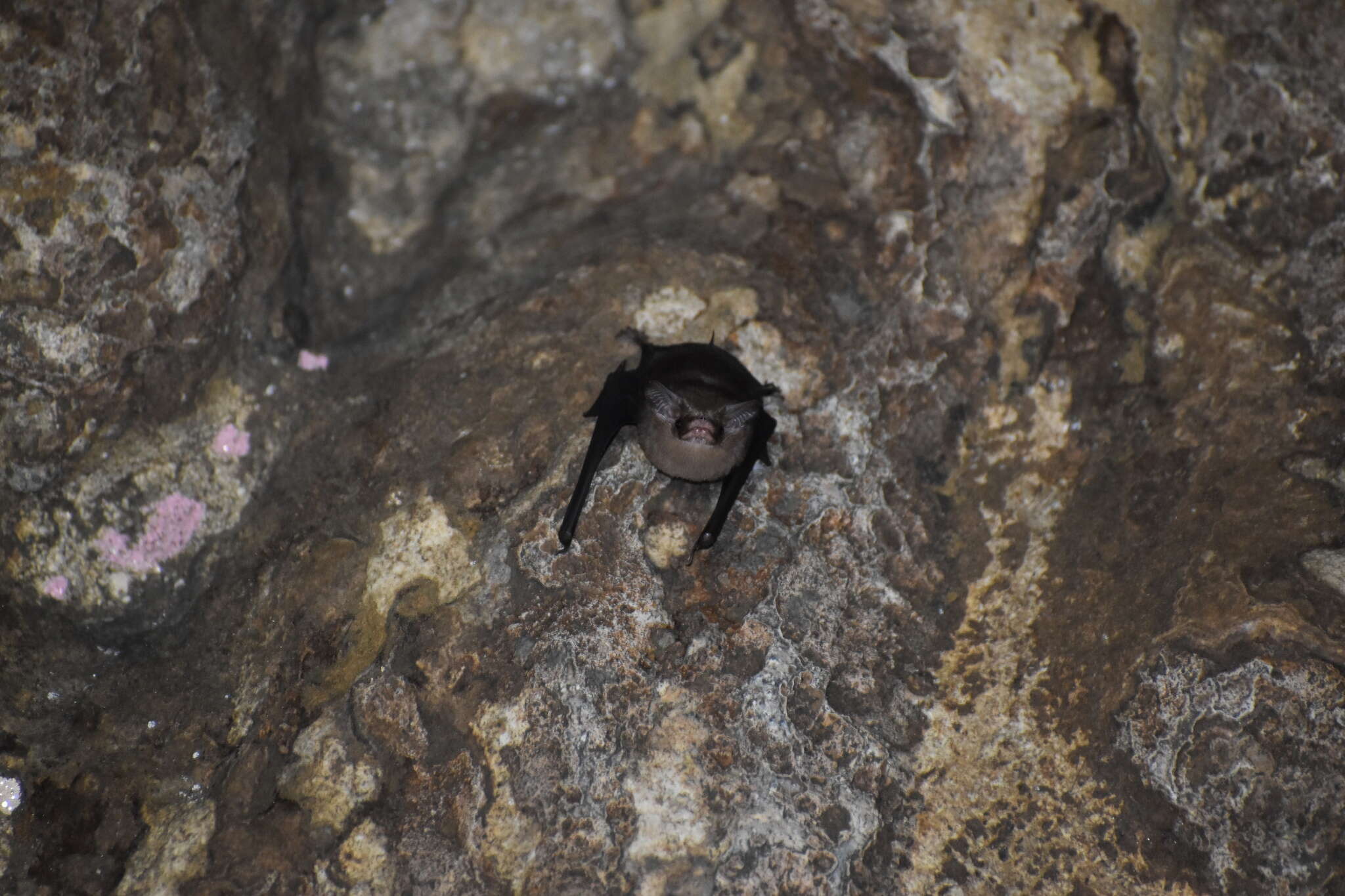 Image of Sac-winged bats