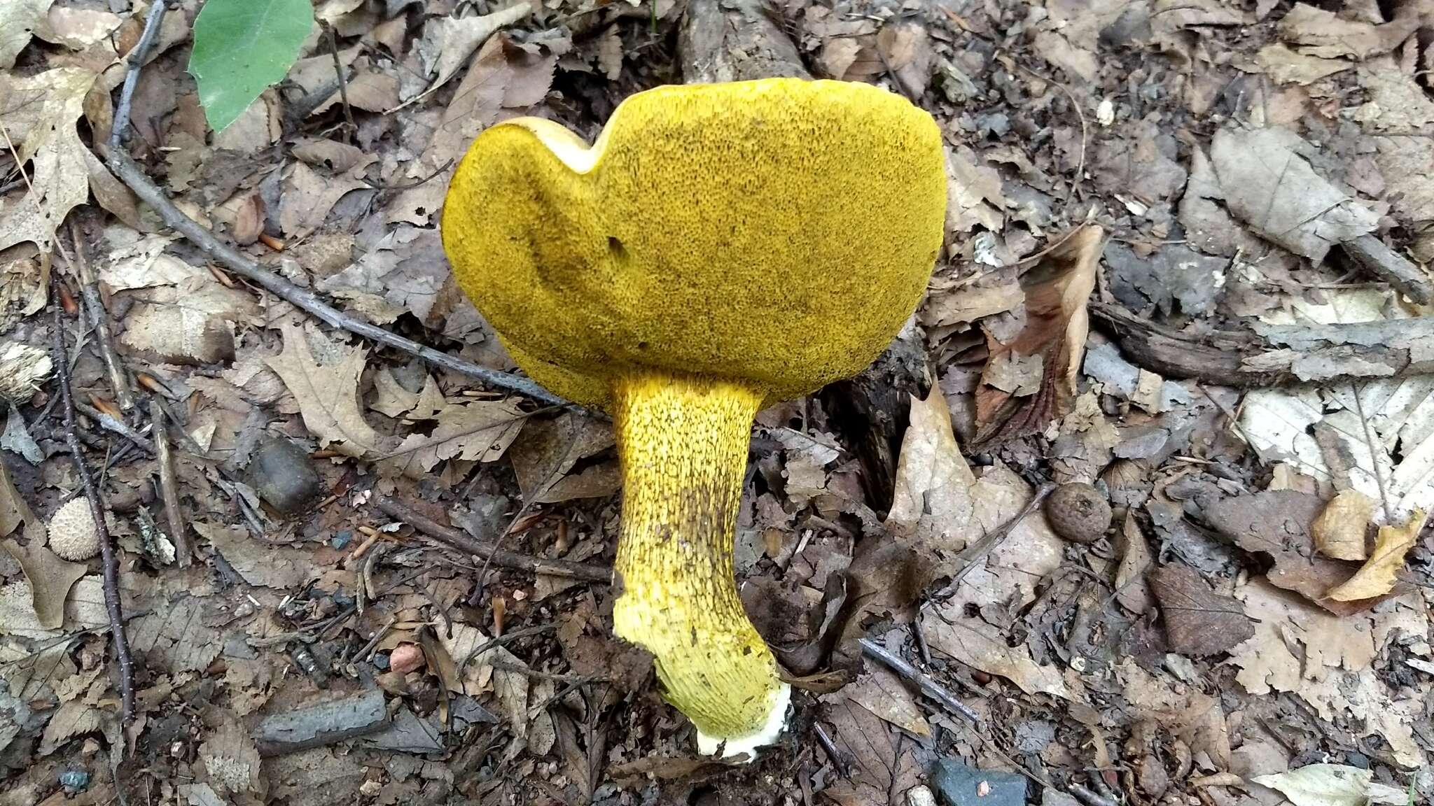 Слика од Retiboletus