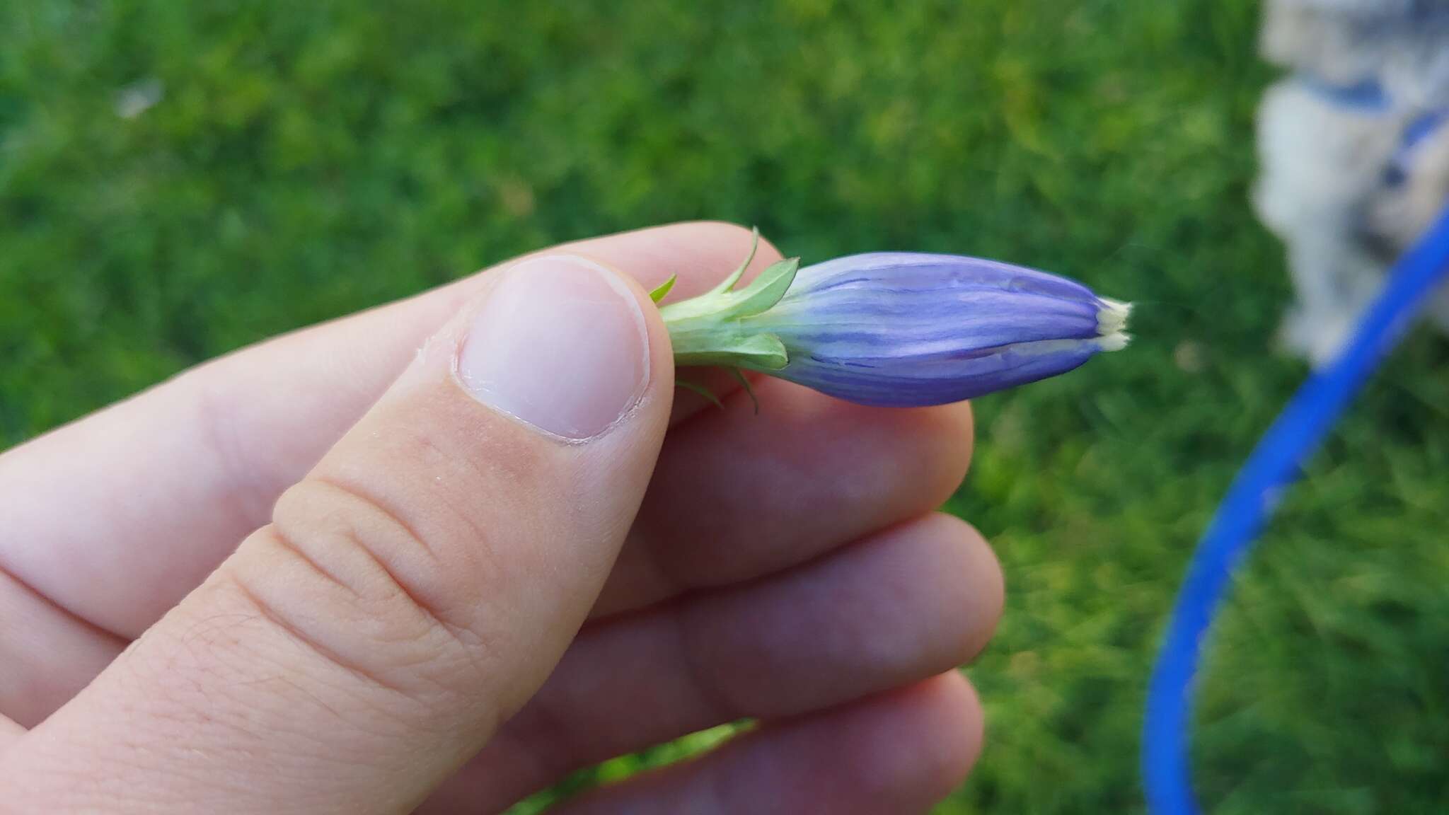 Image of <i>Gentiana <i>andrewsii</i></i> var. andrewsii