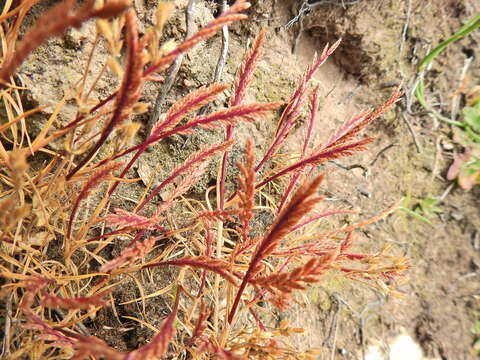 Слика од Catapodium marinum (L.) C. E. Hubb.