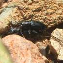 Слика од Cicindela (Cicindelidia) hornii Schaupp 1883