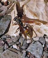 Image of Polistes buyssoni Brethes 1909