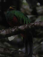 Image of Golden-headed Quetzal
