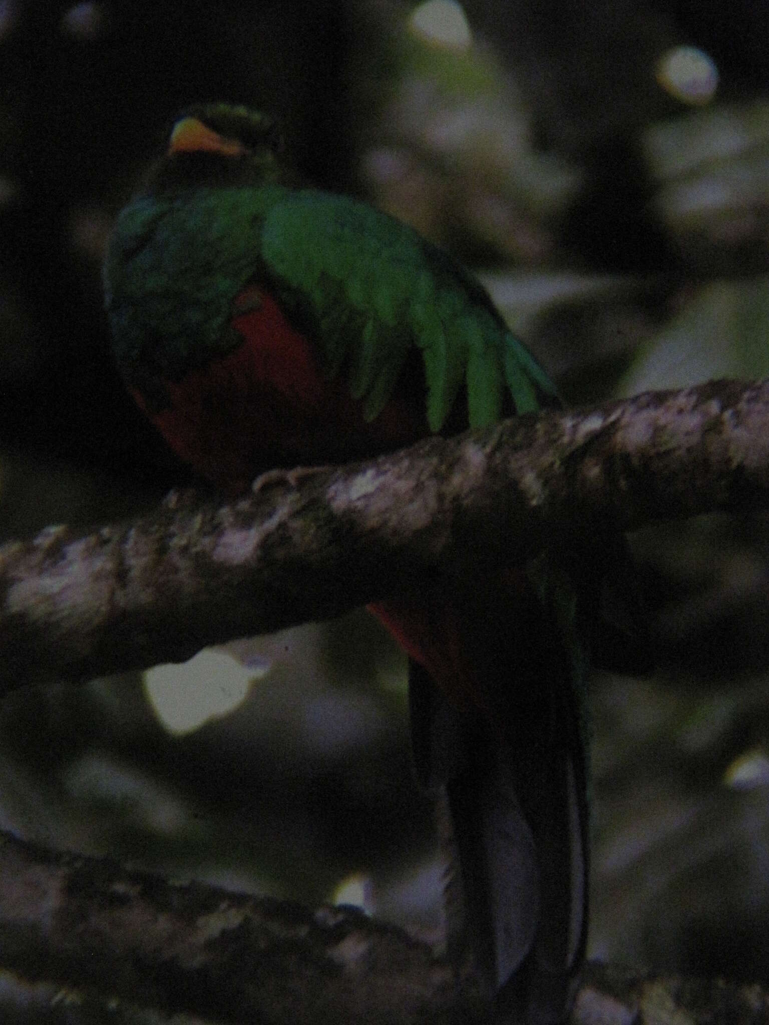 Image de Quetzal doré