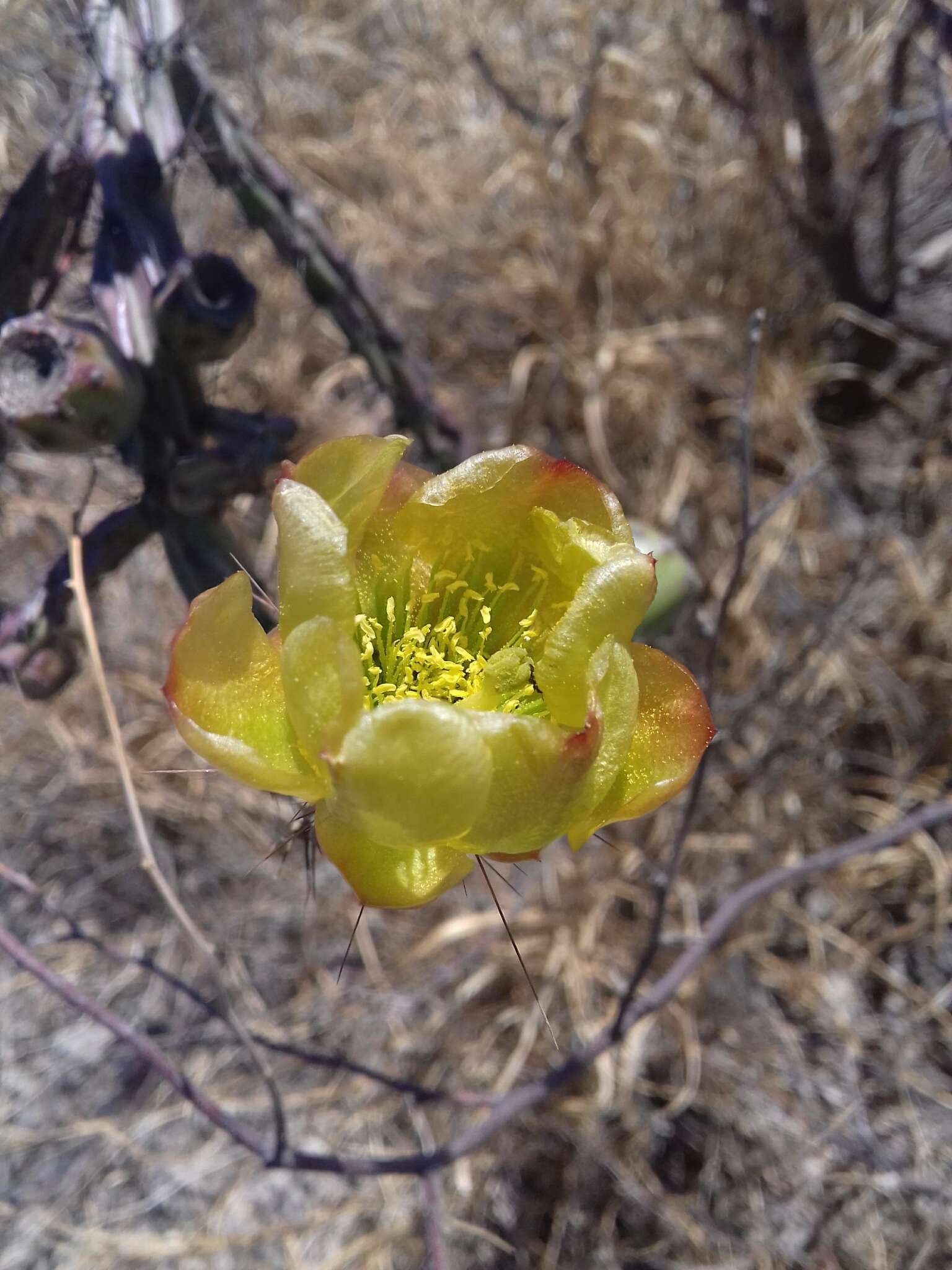 Imagem de Cylindropuntia thurberi (Engelm.) F. M. Knuth