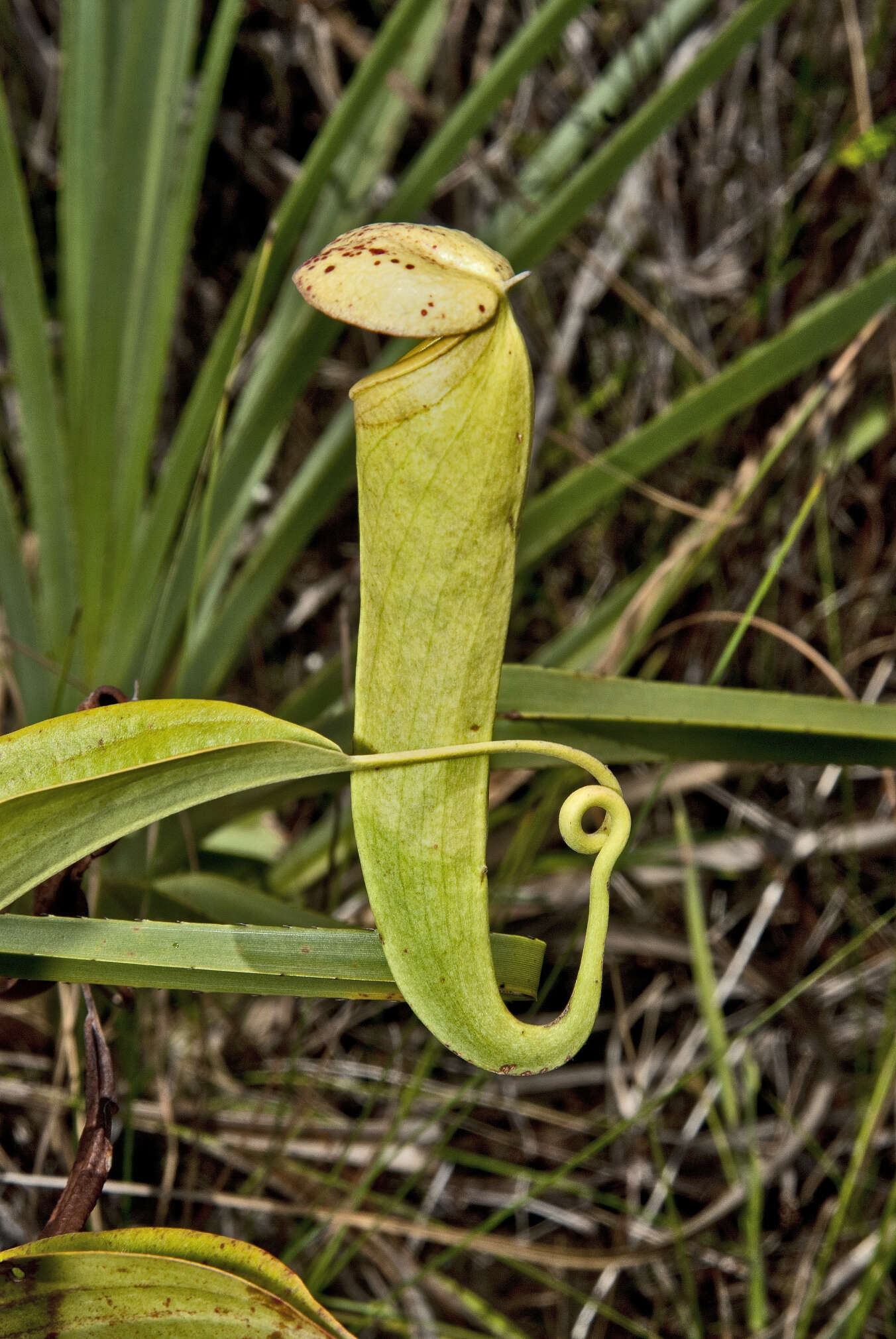 Image of Nepenthes tenax C. Clarke & R. Kruger