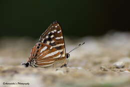 Image of Tailed Punch