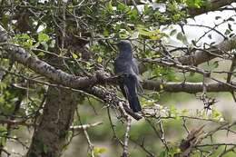 Image of Grey-bellied Cuckoo