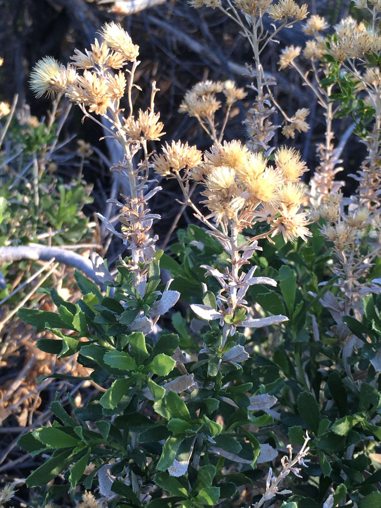 Image of alkali goldenbush