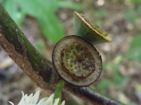 Image of Eupomatia laurina R. Br.