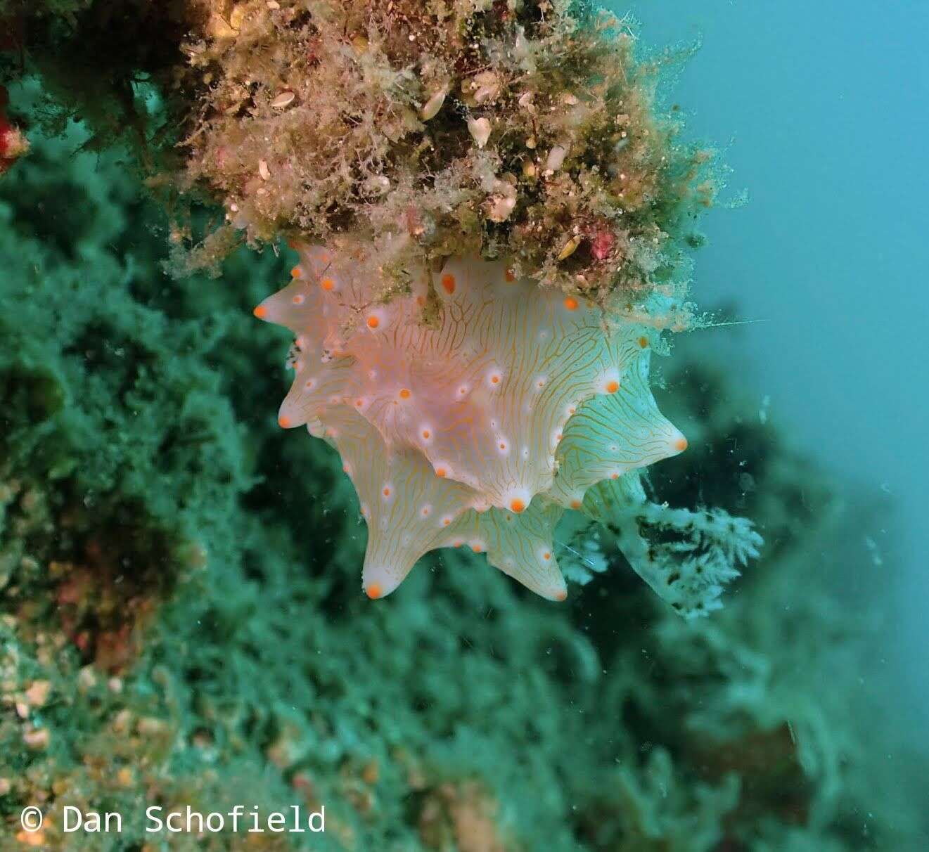 Image of Orange spot white lumpy slug