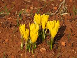 Image de Sternbergia lutea subsp. sicula (Tineo ex Guss.) K. Richt.