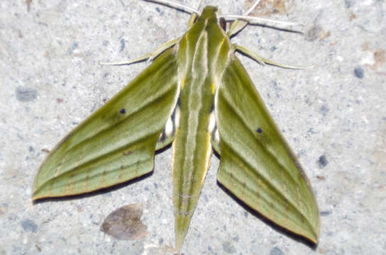 Image of Xylophanes aristor (Boisduval 1870)