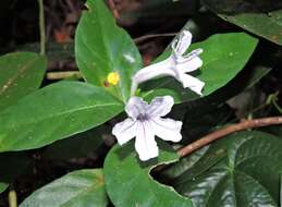 Plancia ëd Ruellia solitaria Vell.