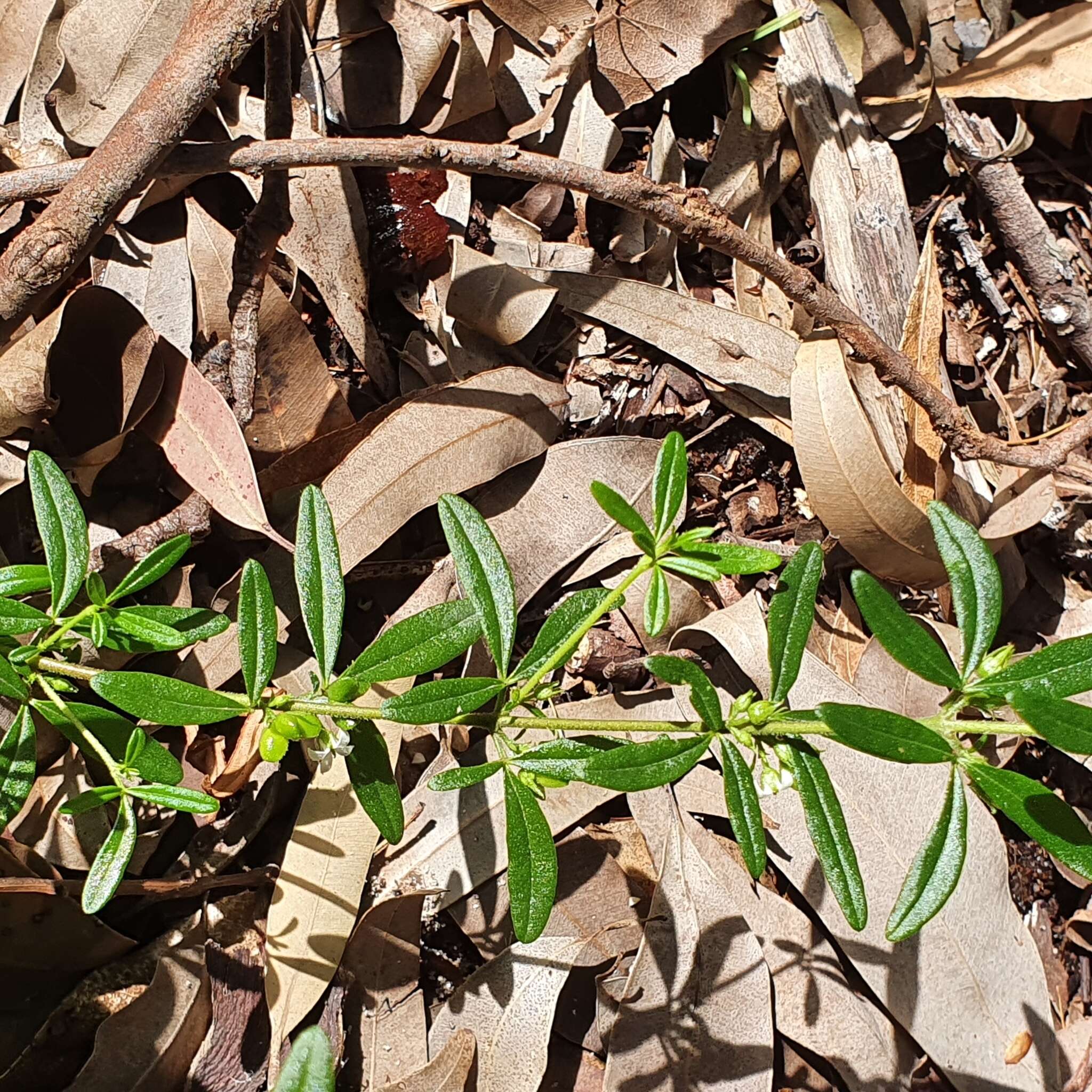 Image of Zieria pilosa Rudge