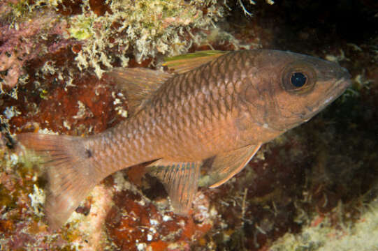 Image of Iridescent cardinalfish