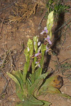 صورة Ophrys fuciflora subsp. heterochila