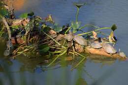 Image of Assam Roofed Turtle