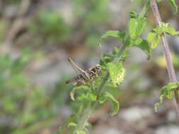 Image of Montana stricta (Zeller 1849)