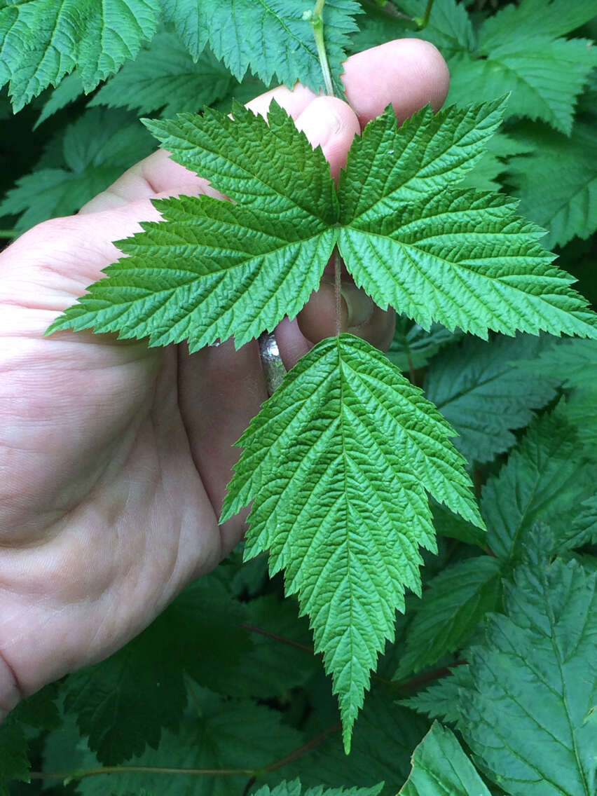 Image of salmonberry