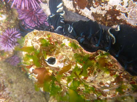 Image of red abalone