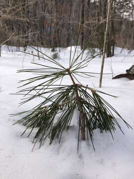 Imagem de Pinus koraiensis Siebold & Zucc.