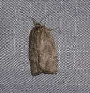 Image of Large Aspen Tortrix