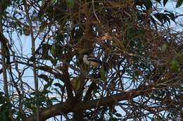 Image of Tropical Boubou