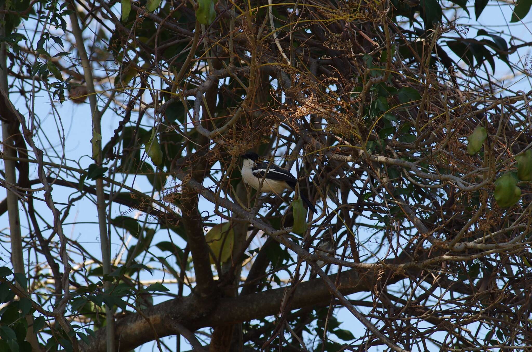 Image of Tropical Boubou