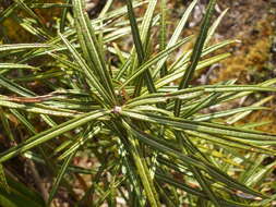 Слика од Olearia lacunosa Hook. fil.