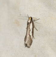 Image of Philobota partitella Walker 1864